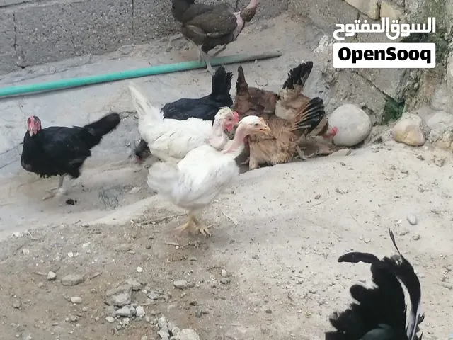 متاح دجاج عرب بياض