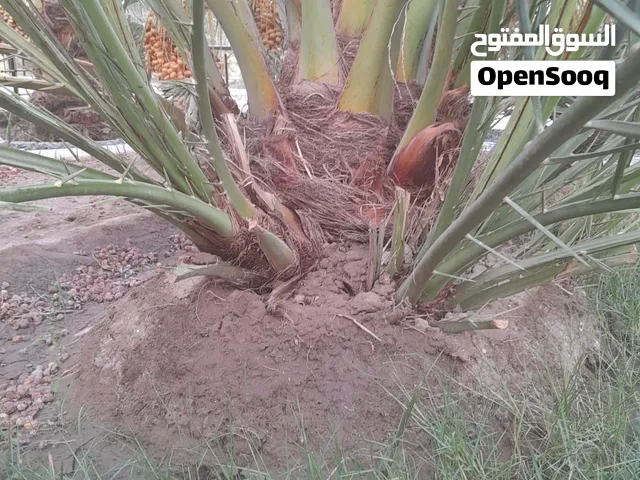 نخل برحي للبيع