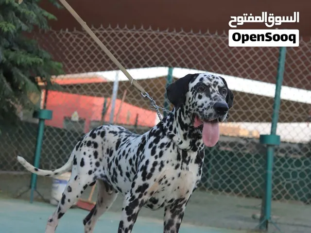 متوفر كلاب وجراء ديلميشن ...مع جميع المطاعيم ومايكروشيب التسليم في عياده بيطريه