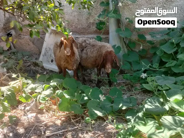 نعجات ثنتين للبيع سن جمع نظيف