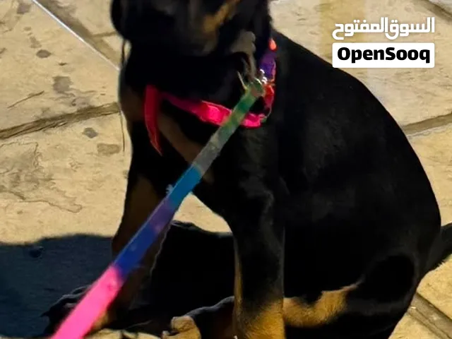 جرو روت وايلر
