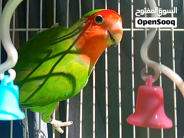 ببغاء روز ممتاز
