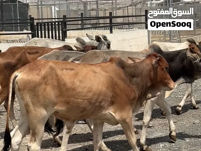 عرض حتى نفاد الكميه ب 245 ريال فقط ... فرصه الي يريد يربي للأعياد هذا النوع ممتاز جداً للتربيه