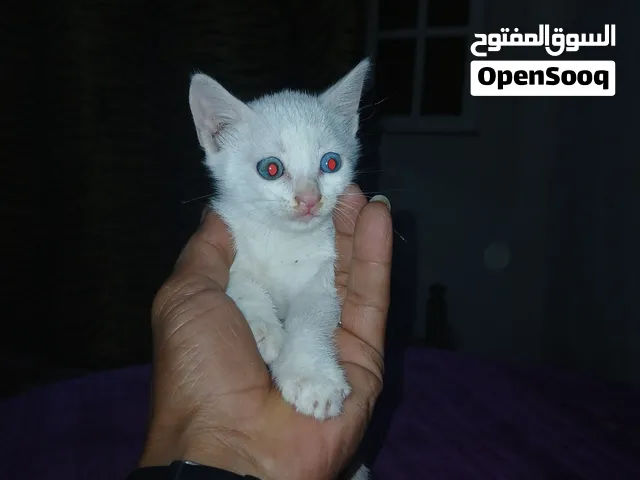 قط مكس عيون زرقاء للبيع لعدم التفرغ