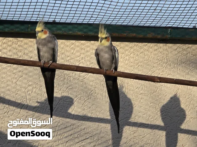 للبيع طيور كوكاتيل (Cockatiel) مميزة وبصحة ممتازة،  Beautiful Pair of Gray Cockatiels for Sale