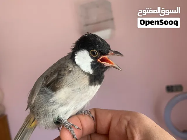 بلبل للبيع