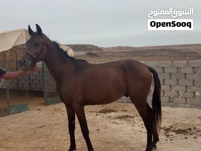 فحل عمره سنتين