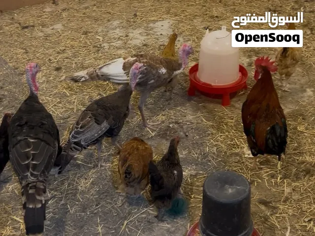 دجاج و 8سمان للبيع دجاج فرنسي2 دجاج و ديك واحد و فيومي 5 دجاجو دجاج رومي 3و بياضين مستوى انتاج
