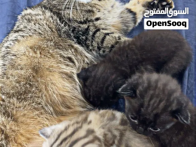 قطط سكوتش فولد مميزة للبيع في بغداد