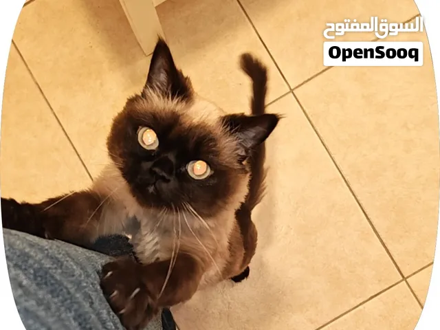 Himalaya Cat long-haired blue eyes with all her stuff - قطة هيمالايا مع كل اغراضها