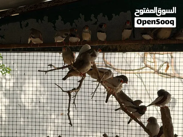 طيور زيبرا و حمام ملكي للبيع الزوج الزيبرا 25 و زوج حمام ملكي 25 اما الحمام الملكي البني الزوج 35