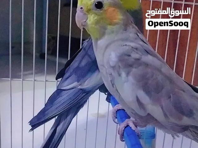 Cockatiel birds pair