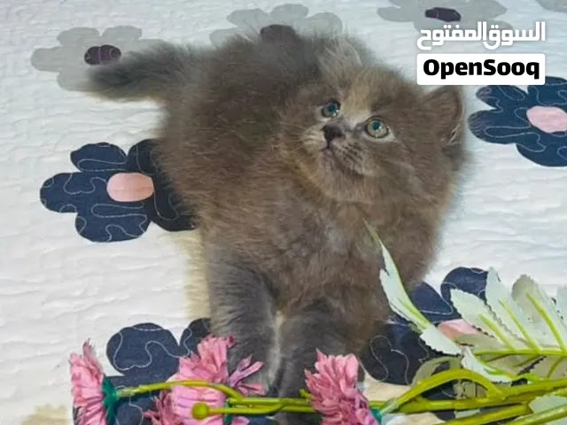 حلمي البيع
