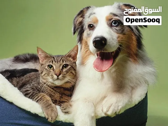 مطلوب كلب لتبني أو قط
