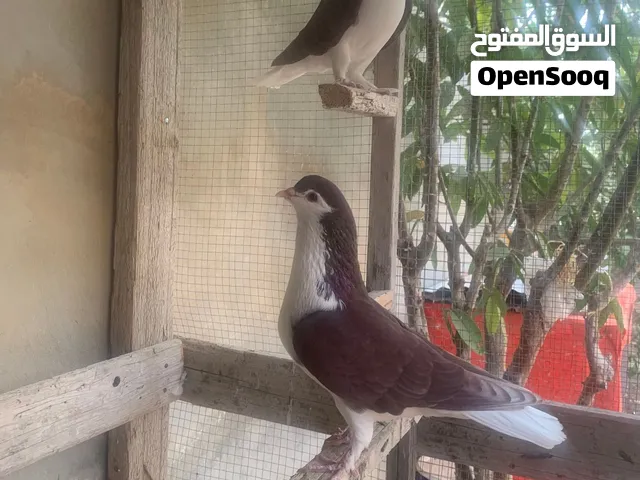 جوز لاهور جامبو شغالات نخب اول سعرهم طري 12 دينار
