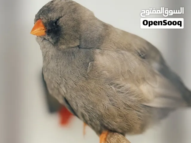 zebra finches for sale