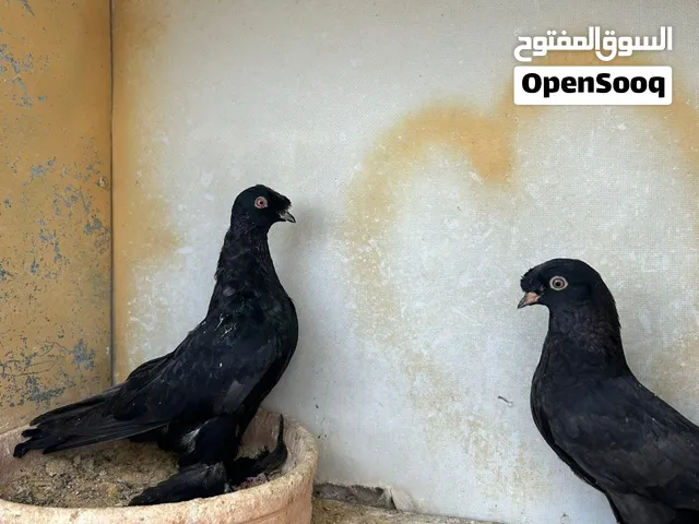 حمام فحول وفراخ