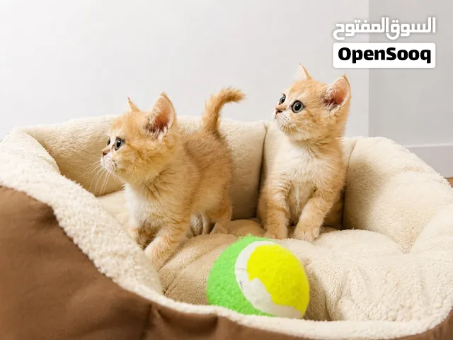 Chinchila kittens