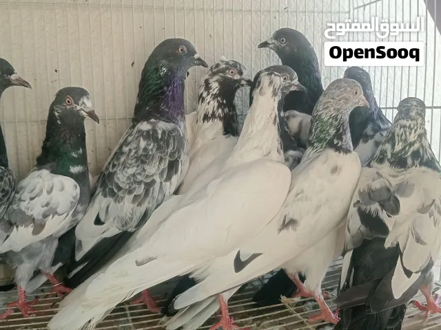 Hello l sale Pakistani pigeons one piece 50 AED send me WhatsApp  للبيع حمام باكستاني الحبه ب 50 ...