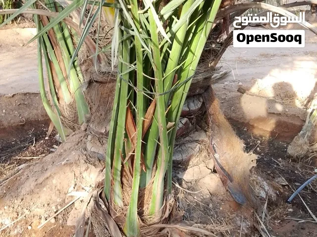 للبيع: فروخ نخل وجثايث بجودة ممتازة وضمان