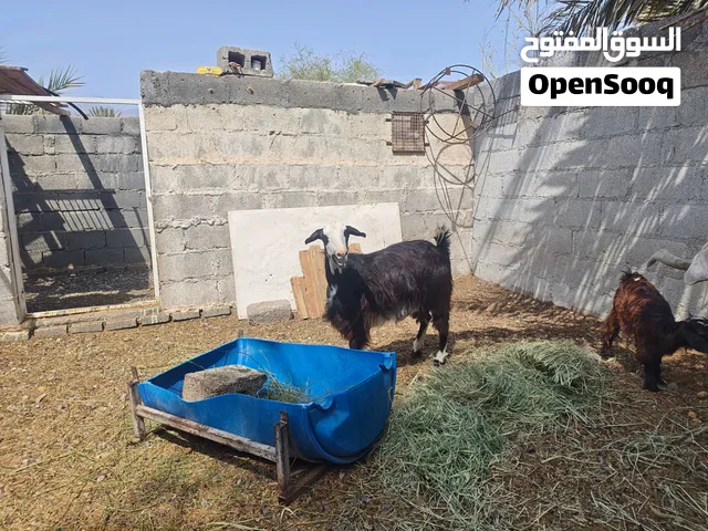 شاه من حلال الجواميد للبيع
