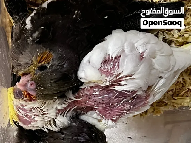 فراخ كوكتيل