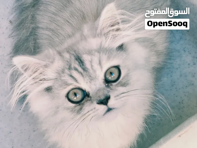 chat persian male 2mois
