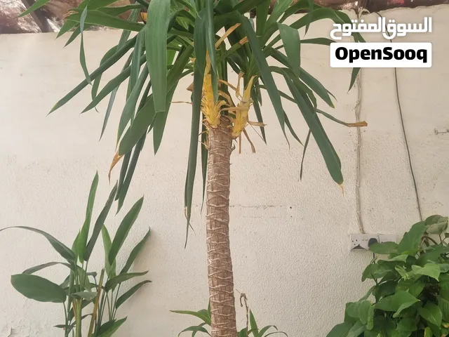 مشتل يطرح الاناقه من الانباتات و الزينه للاستفسار عن اي نبته اسأل في الخاص ونشالله فالك طيب