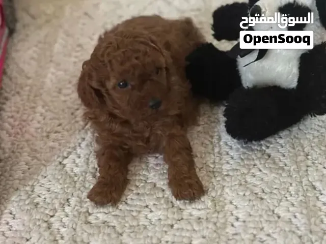 انثي توي بودل