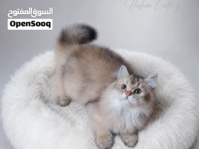 ذكر سكوتش ستريت لونج هير جولد - أصلان