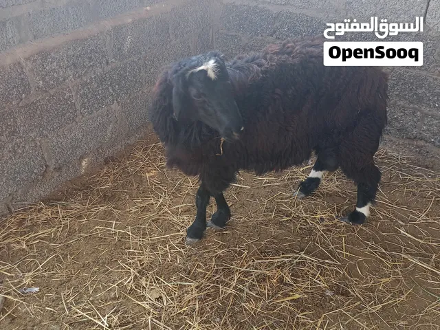 كبش فحل مهجن