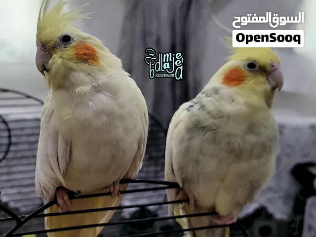 زوج كوكتيل اليف