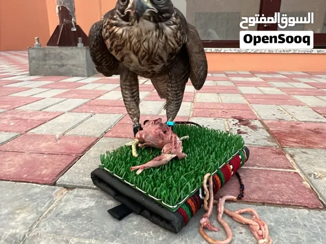 جير تبع UK