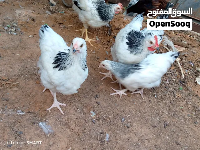 سايكس طوق دم صافي