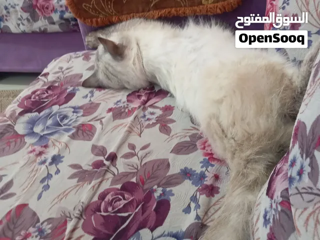 قط غير مطعم ذكر