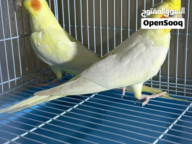 للبيع زوج + ذكر + انثى  اقراء الوصف