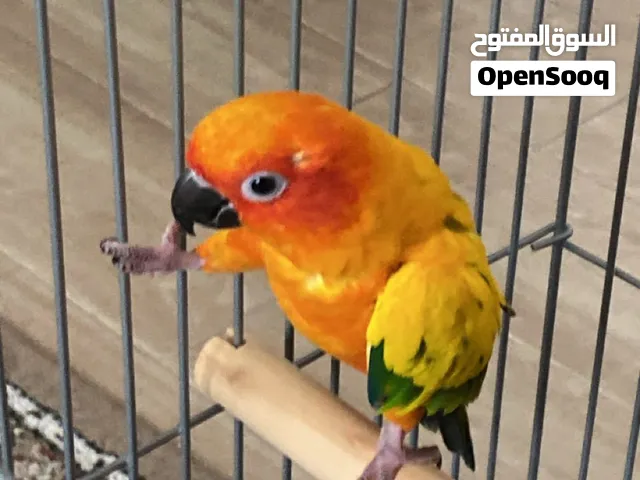 للبيع صن كونير