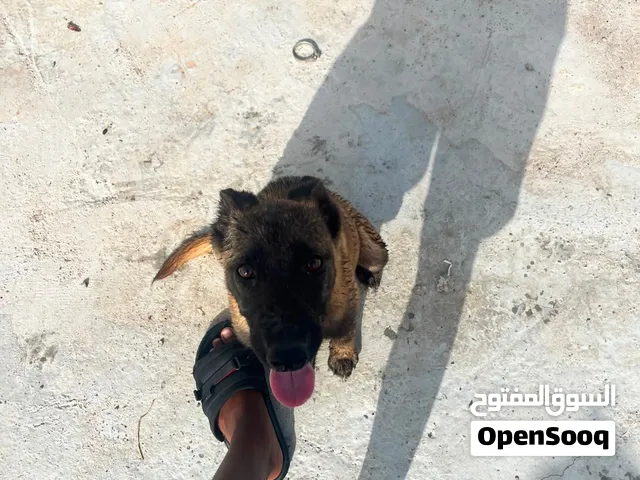 كلب أنثى مالينوا للبيع