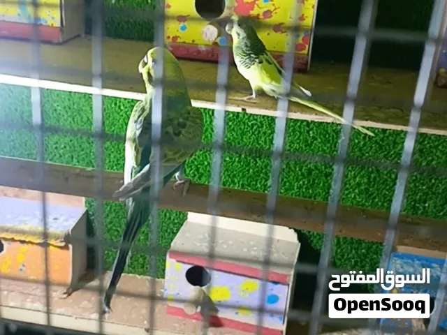 طيور وقفص للبيع