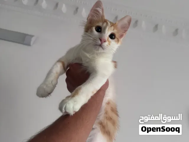 قطة عمرها 4 شهور للتبني