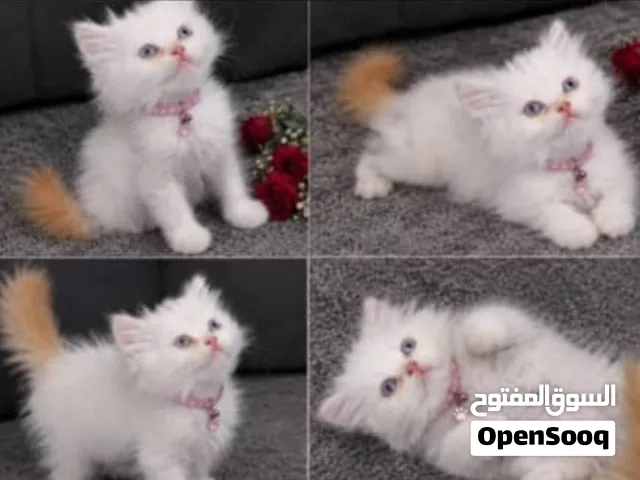 ذكر هملايا لعوب جدا متعود ع اللتر بوكس