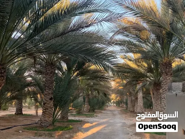 متوفر مزرعه للبيع داخل العين ابو ظبي.