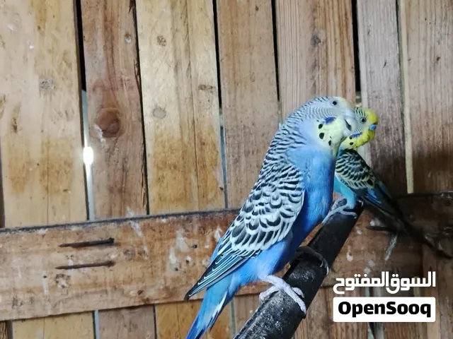 للبيع مصيده مال متوات +زوج باتجي محلي منتج