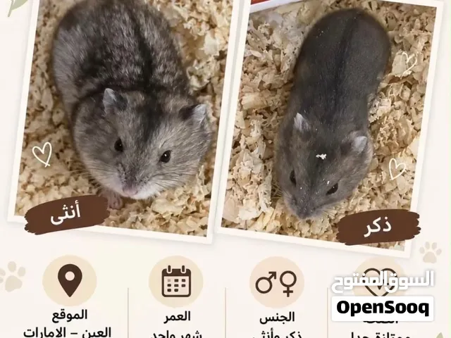 للبيع زوج هامستر روسي الصحه ممتازه جدا ما يشتكي من شي