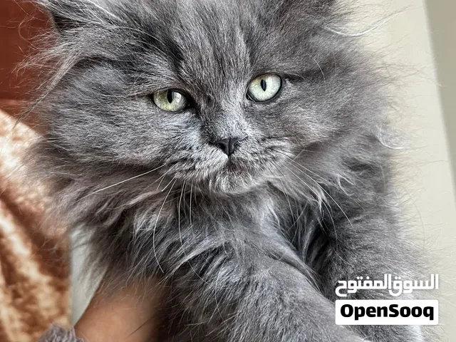 بريتش شورت هير