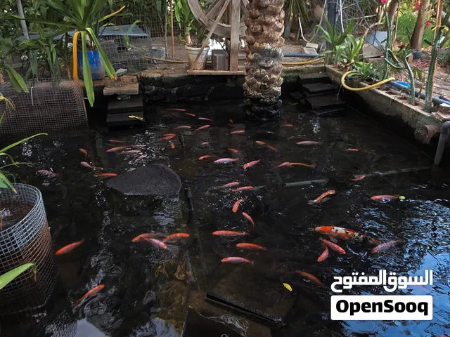 سمك كبير و صغير