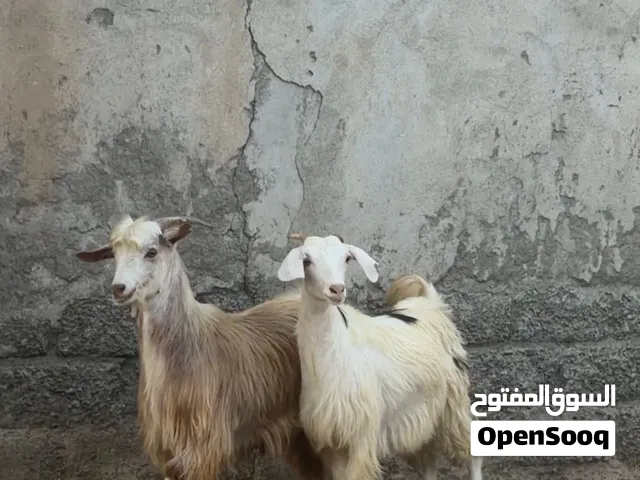 تيس وسخله طيبات