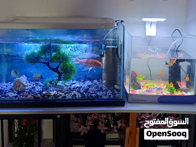 أحواض أسماك زجاجية شبه جديدة مع ملحقاتها