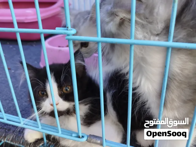 Persian and Himalayan kittens for sale