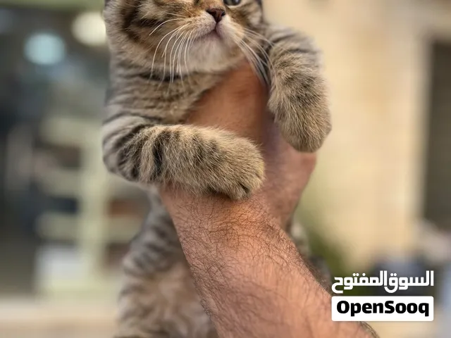 سحر السكوتش فولد والستريت ينتظرك! قطط كيتين بسس الأفضل على مستوى المملكة تابع الوصف بعناية
